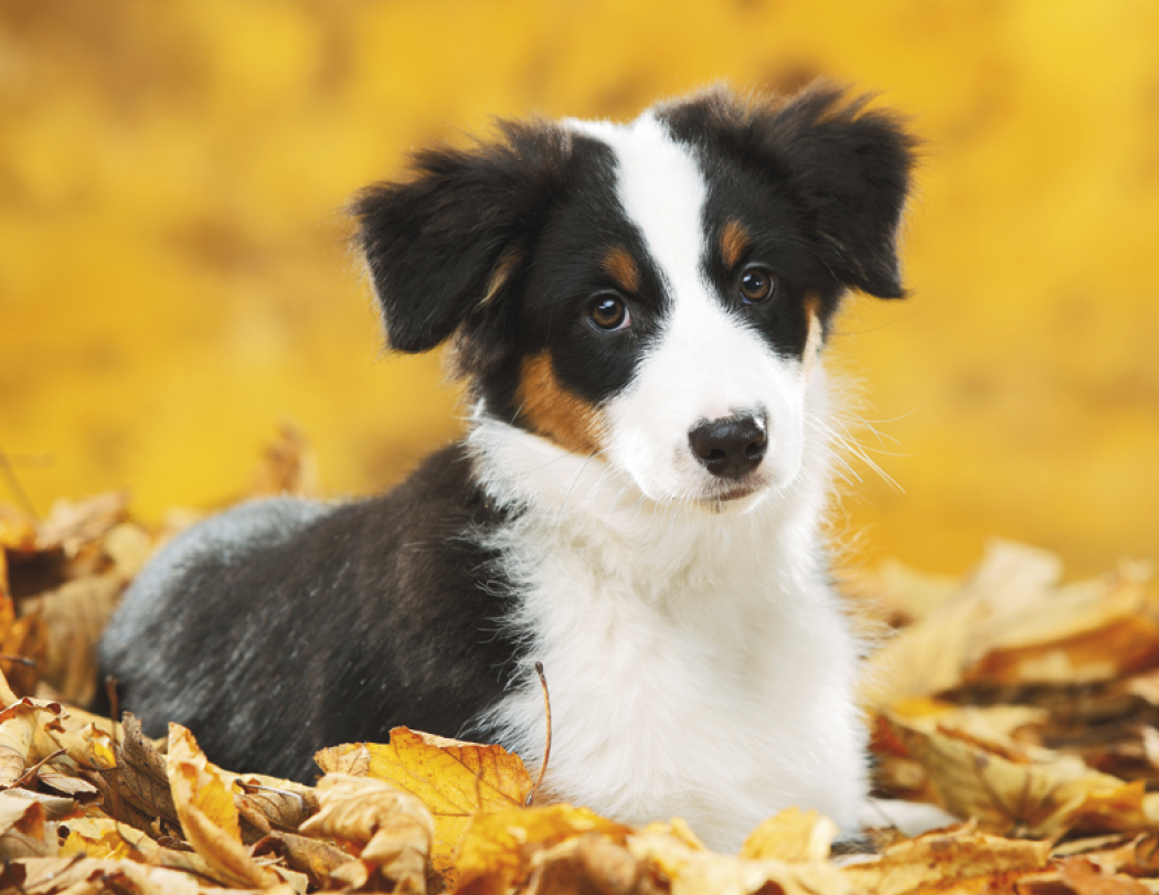 Good Value™ Baby Farm Animals - Stapled Calendar 44