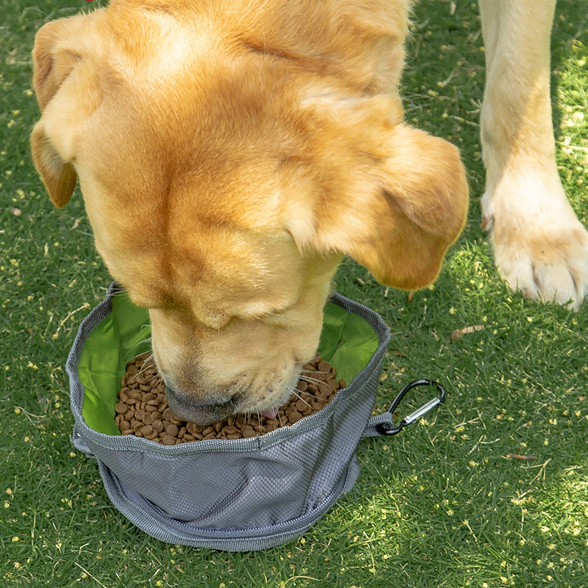 Portable Outdoor Collapsible Dog Bowls 5