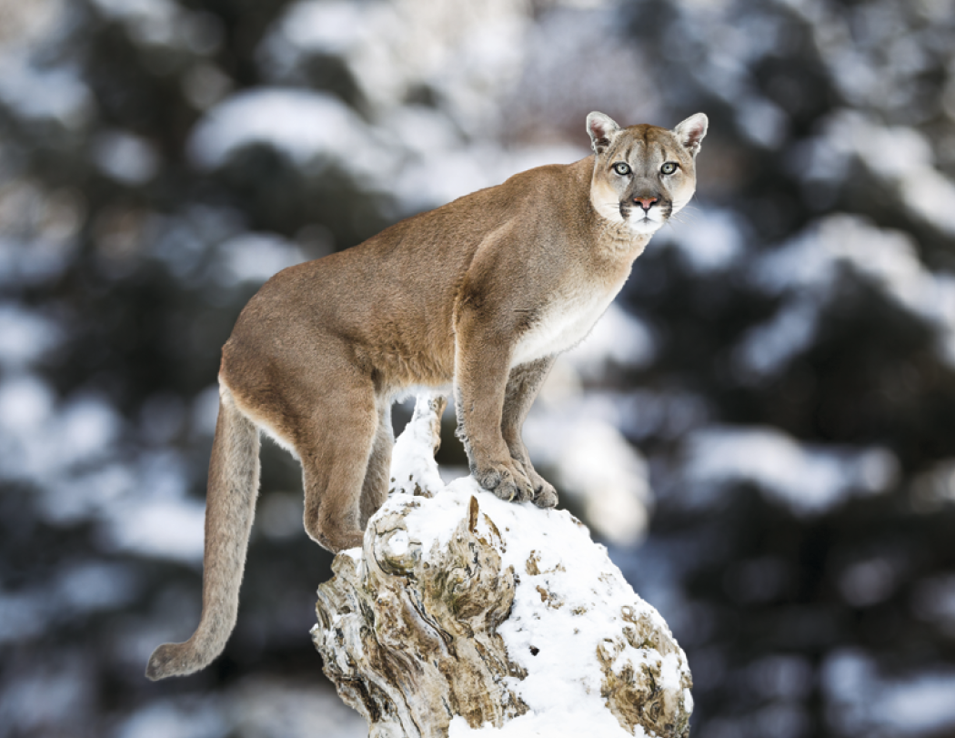 Triumph® Calendars Sportsman Calendar 75