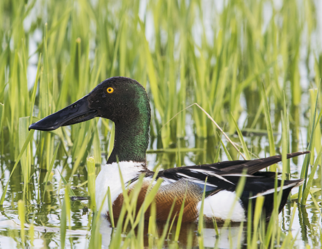 Good Value™ Wildlife Portraits - Spiral Calendar 14