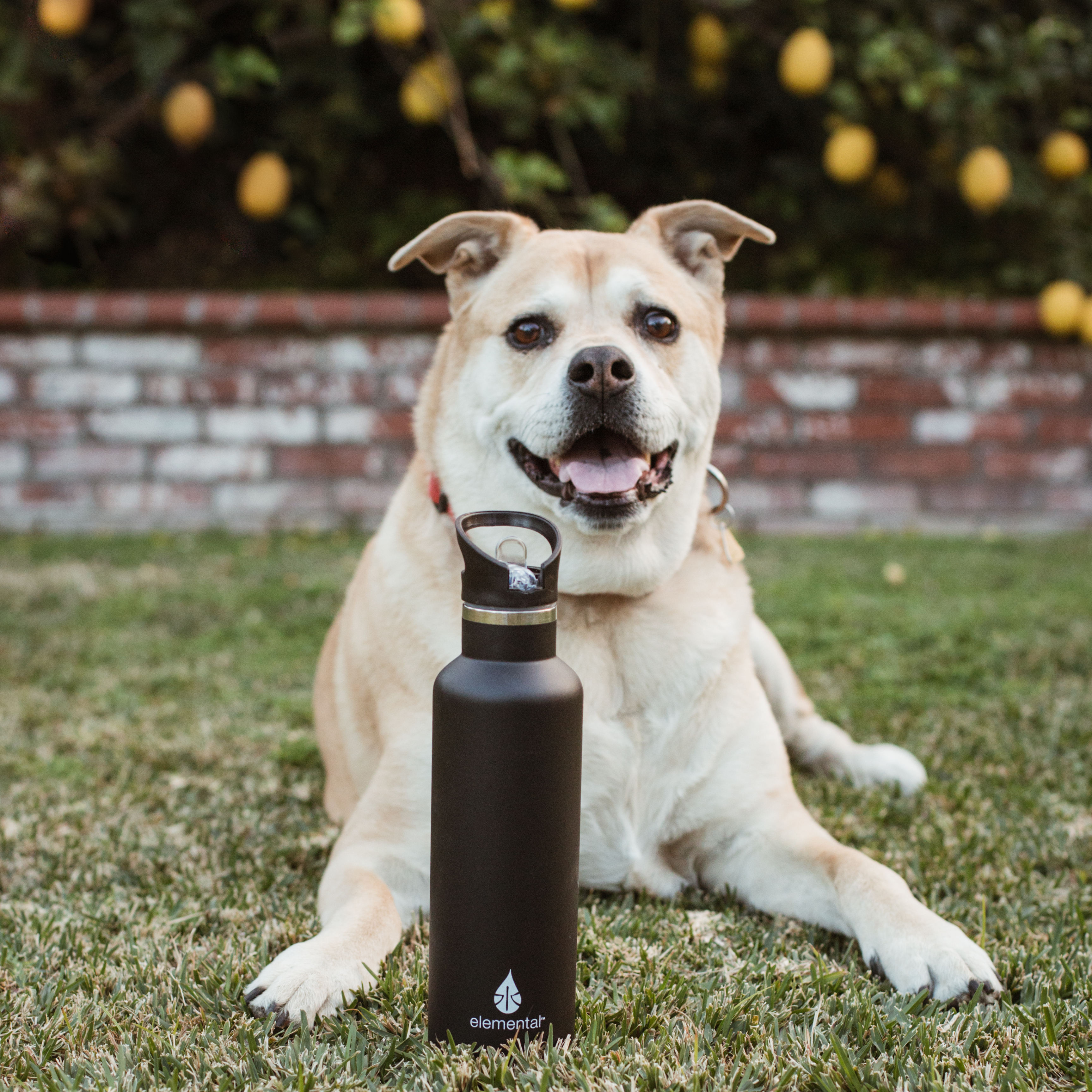 Elemental® 25oz Classic Sport Stainless Steel Water Bottle - Vacuum Insulated Canteen 1