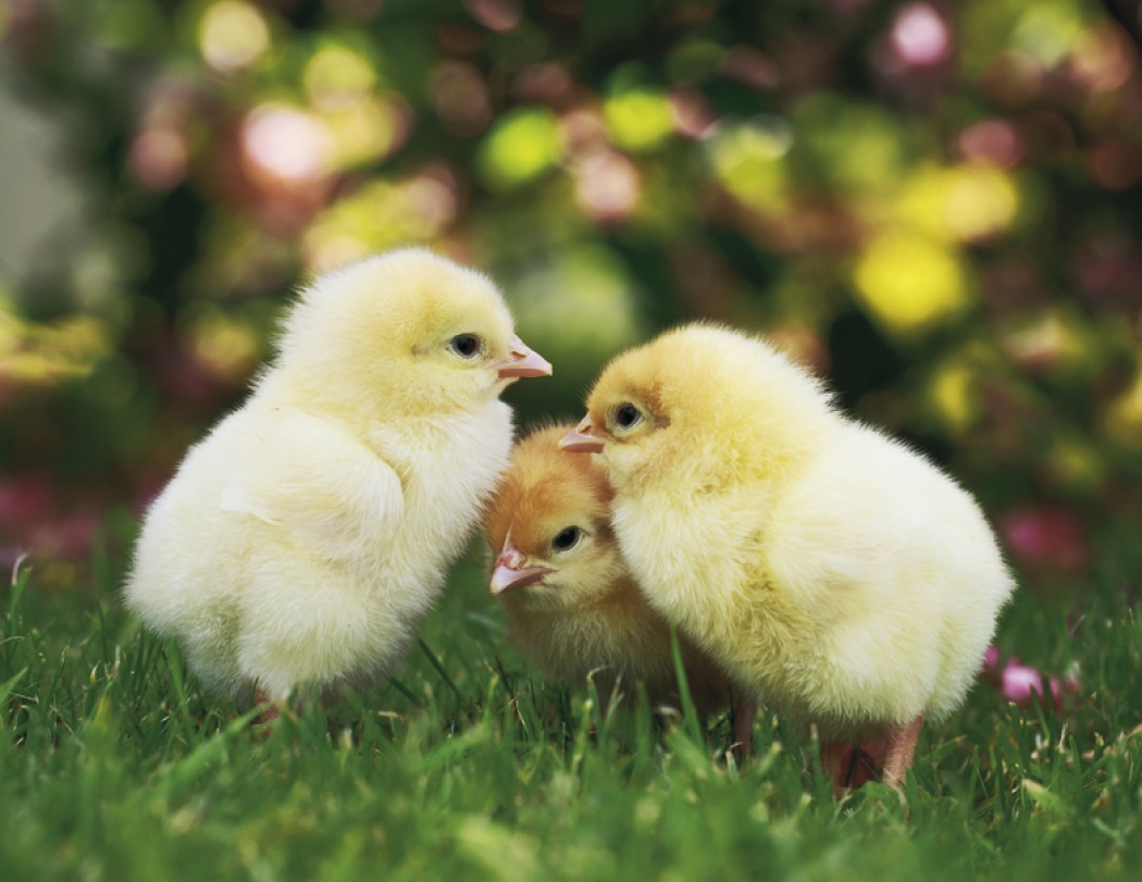 Good Value™ Baby Farm Animals - Stapled Calendar 70