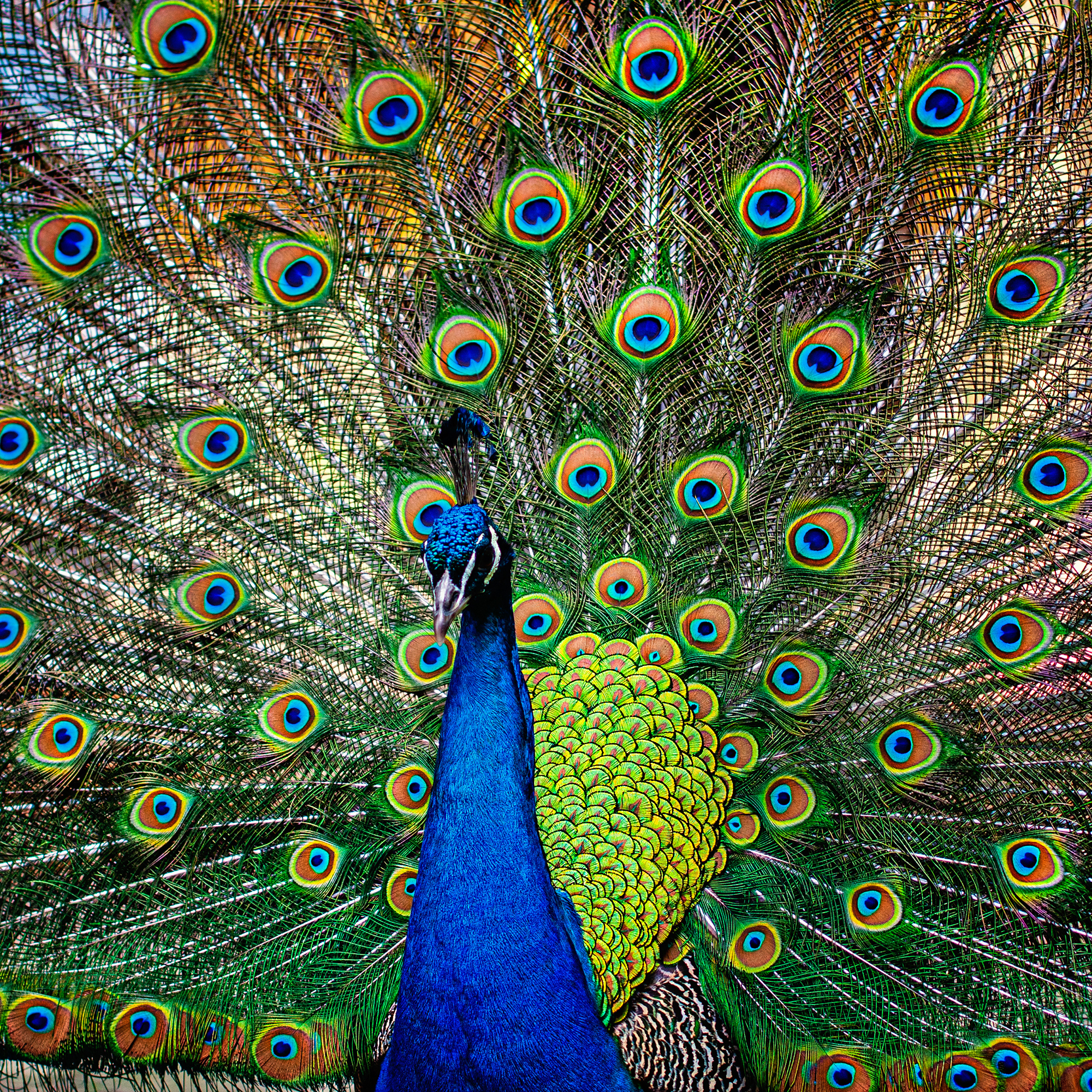 Baltique® Mumbai Collection 2-Piece Cooking Utensil Set 8