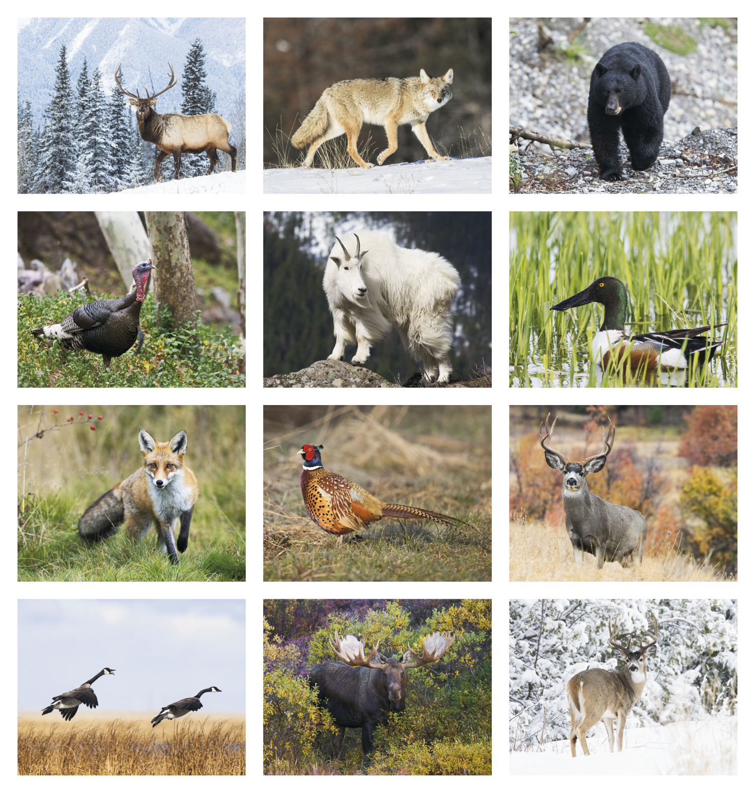 Triumph® Calendars Sportsman Calendar 26