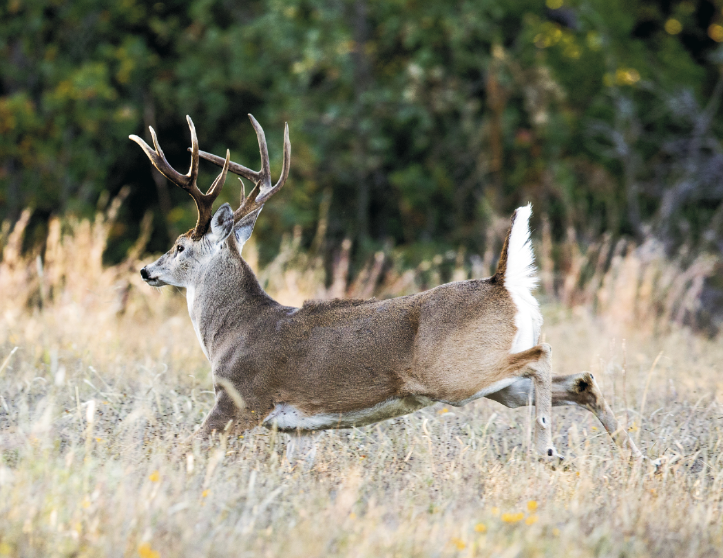 HotLine® Products Trophy Whitetail Deer Appointment Calendar - Stapled 29