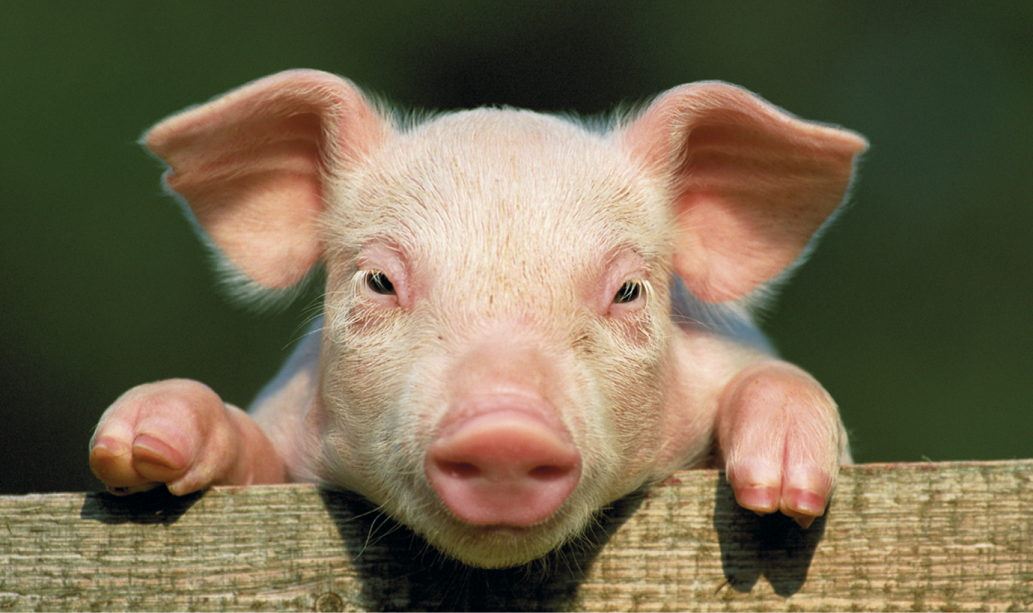 Triumph® Calendars Single Pocket Calendar 3