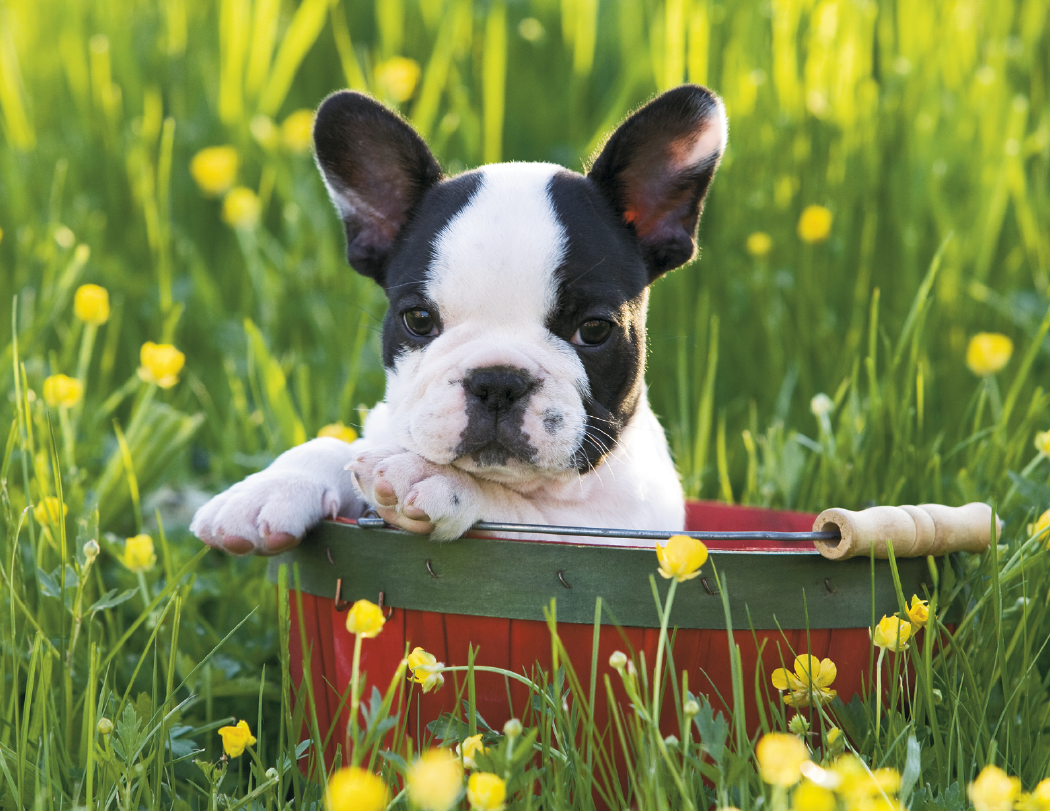 Triumph® Calendars Puppies Calendar 35