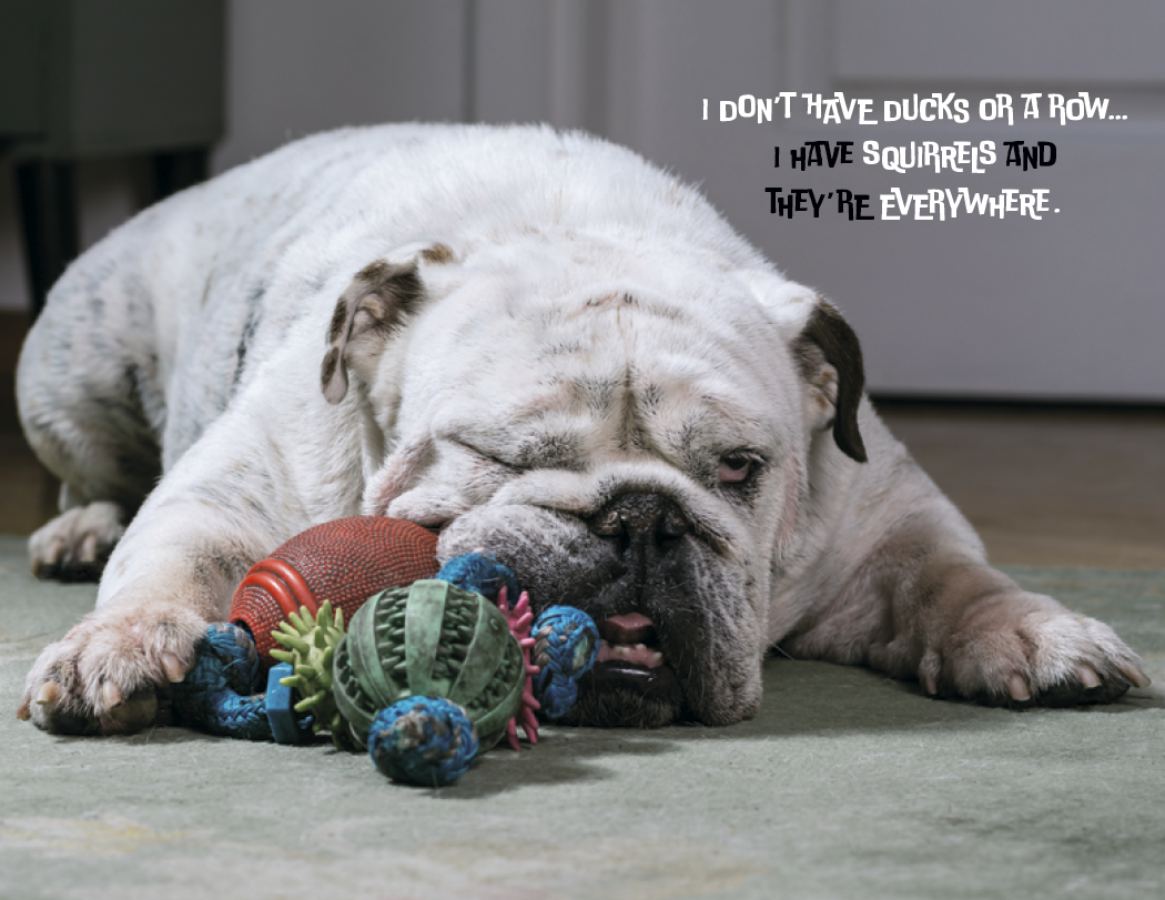 Good Value™ Pets with Attitude - Spiral Calendar 8