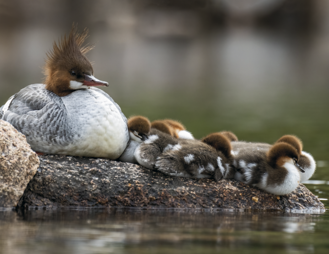 Good Value™ Waterfowl - Stapled Calendar 28