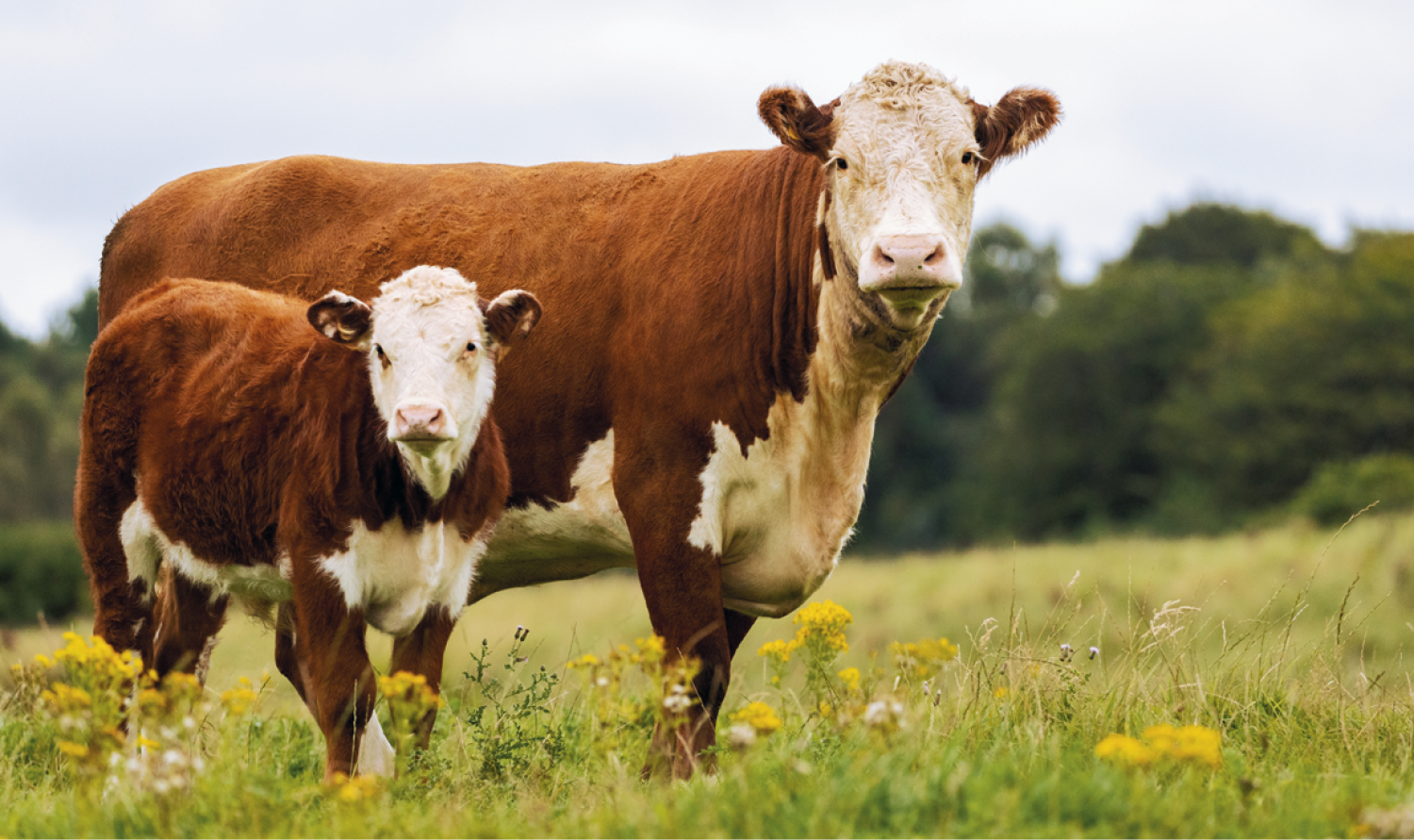 Triumph® Calendars Single Pocket Calendar 30