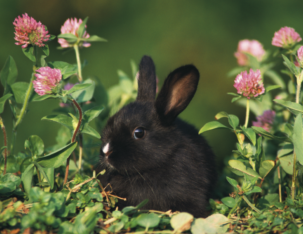 Good Value™ Baby Farm Animals - Stapled Calendar 69
