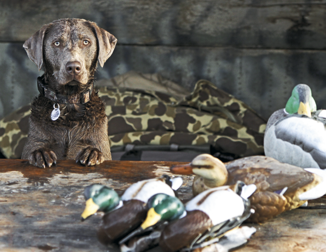 Good Value™ Sporting Dogs - Stapled Calendar 54