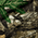 Russell Outdoors Realtree Atlas Soft Shell RU600 2