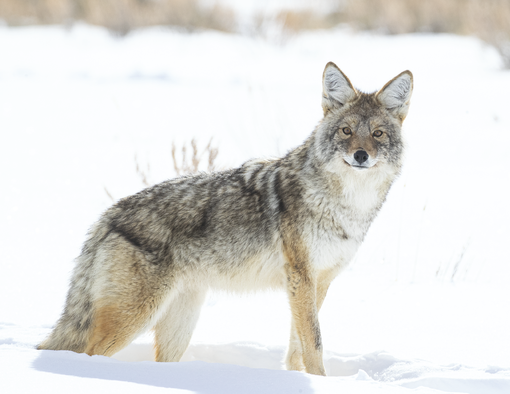 HotLine® Products Wildlife Appointment Calendar - Stapled 2