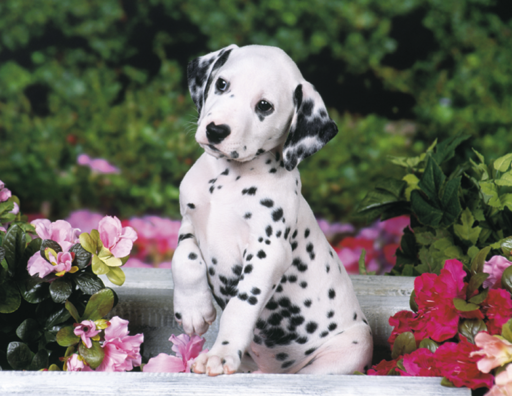 HotLine® Products Four Paws Appointment Calendar - Stapled 8