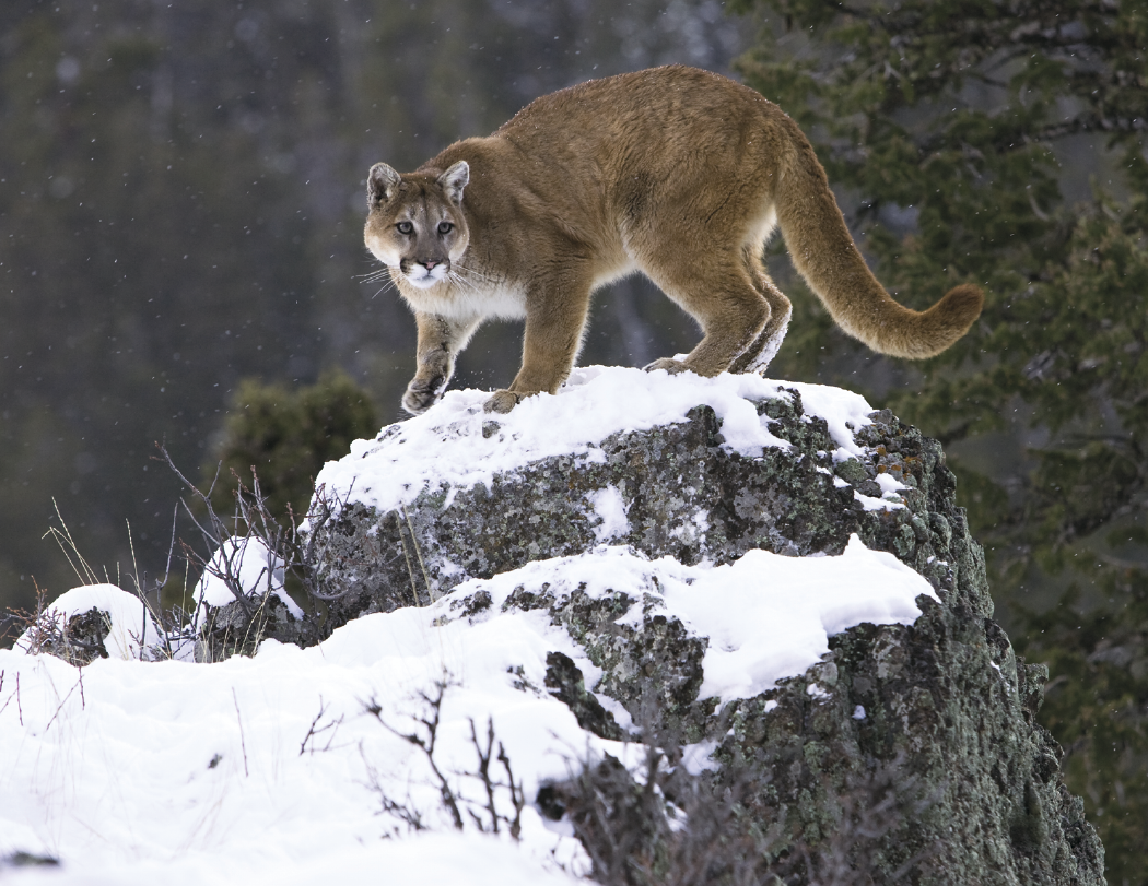 HotLine® Products Wildlife Appointment Calendar - Stapled 22