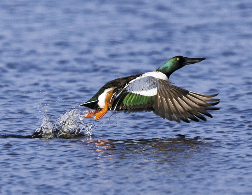 Good Value™ Waterfowl - Stapled Calendar 42