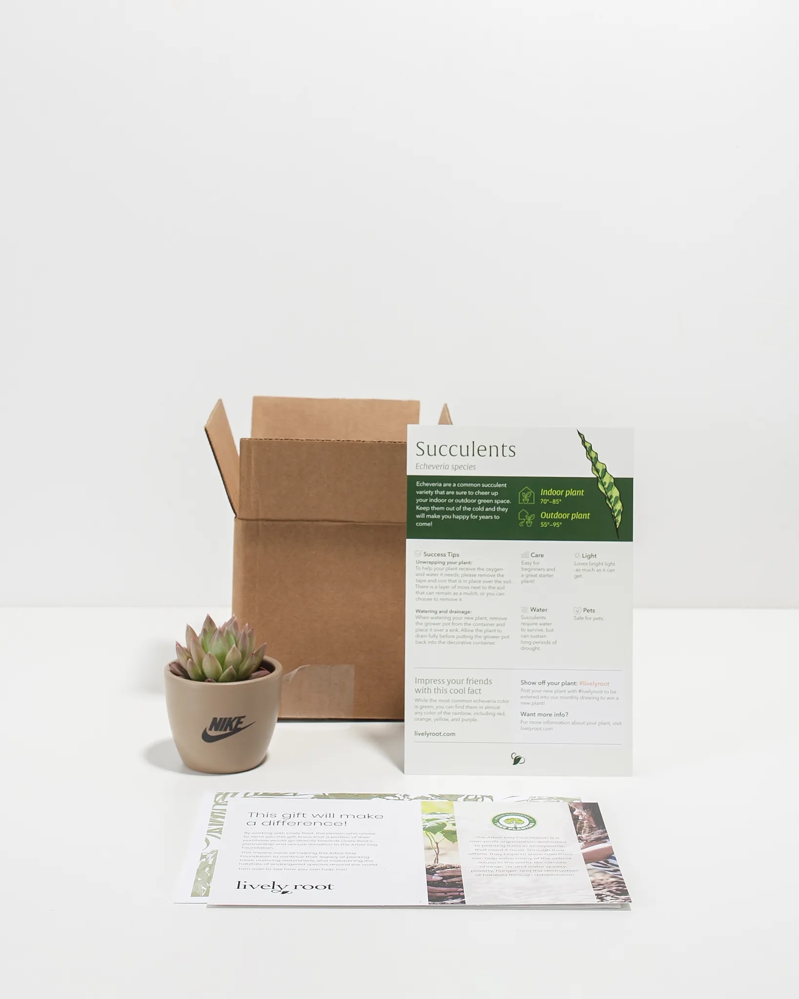 Petite Assorted Succulent Plant Kit