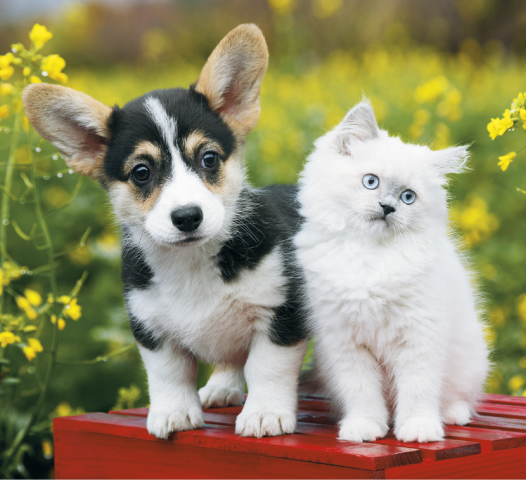 Good Value™ Puppies & Kittens - Mini Calendar 48