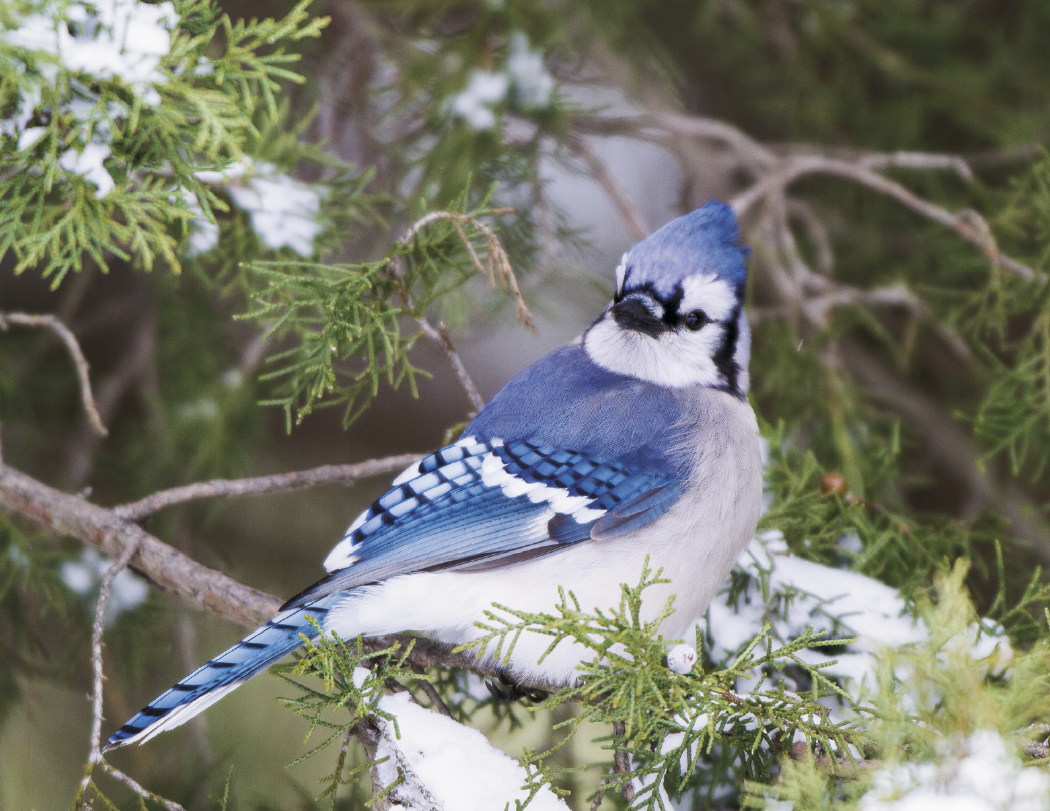 HotLine® Products Songbirds Appointment Calendar - Stapled 40