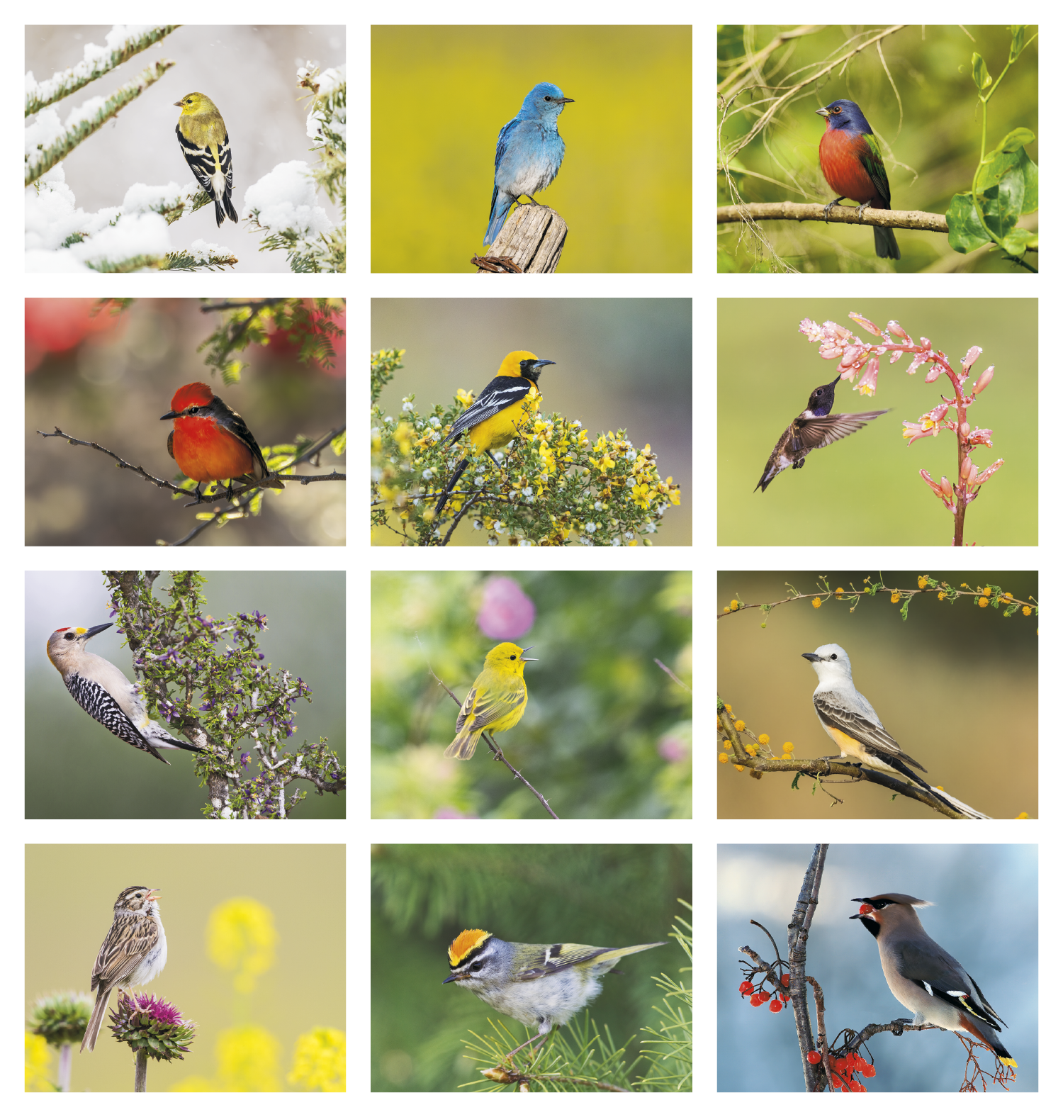 Good Value™ Birds of North America - Stapled Calendar 71