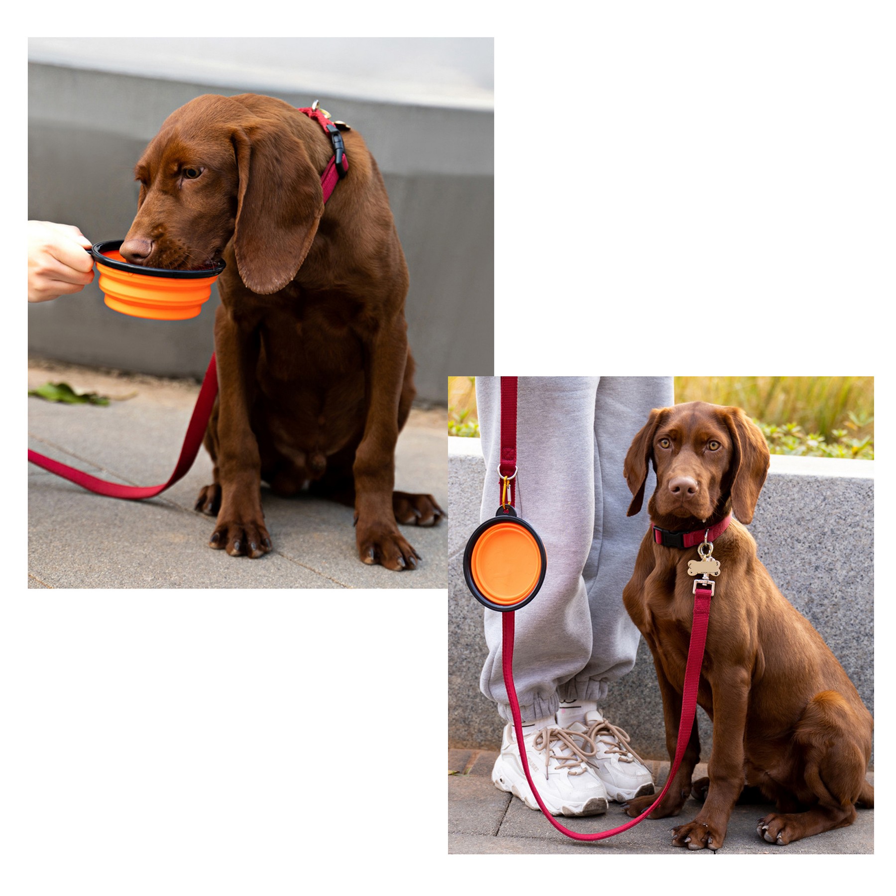 Collapsible Dog Bowl 4