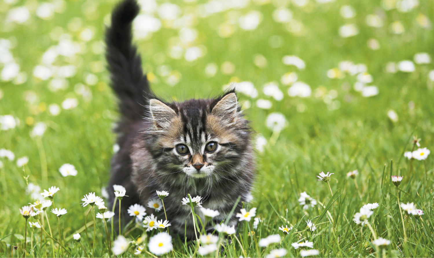 Triumph® Calendars Single Pocket Calendar 18