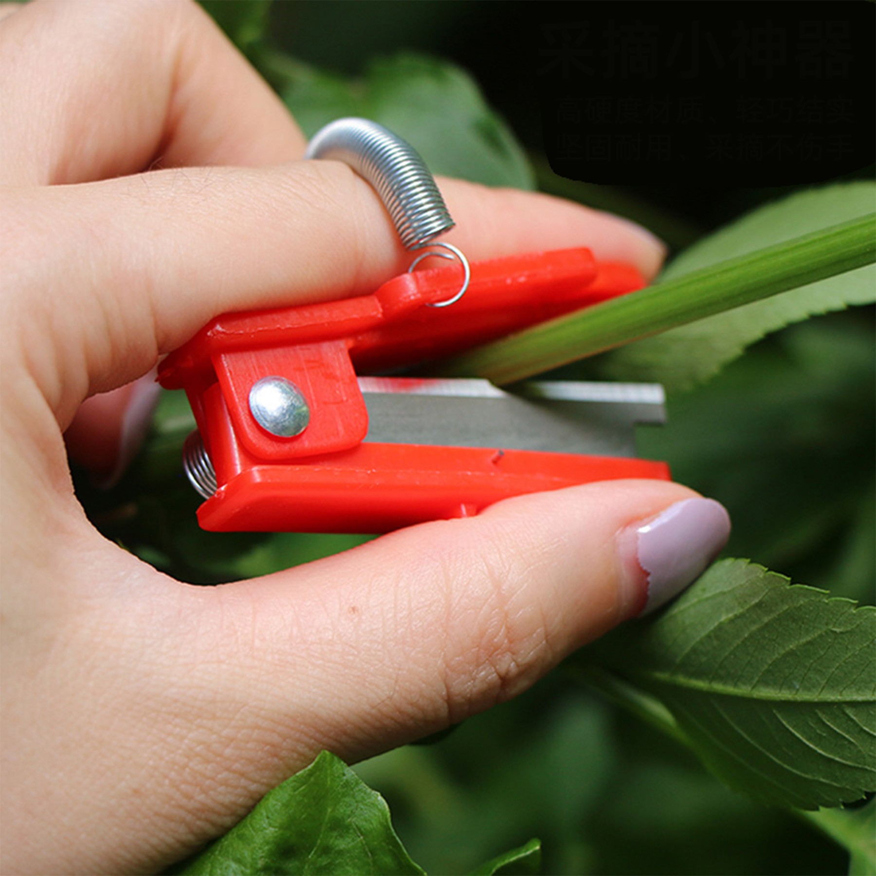 Mini Harvesting Guillotine 3