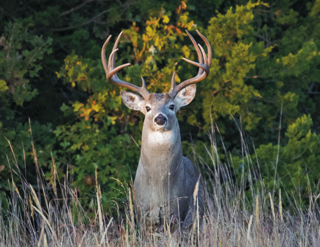 HotLine® Products Trophy Whitetail Deer Appointment Calendar - Stapled 42