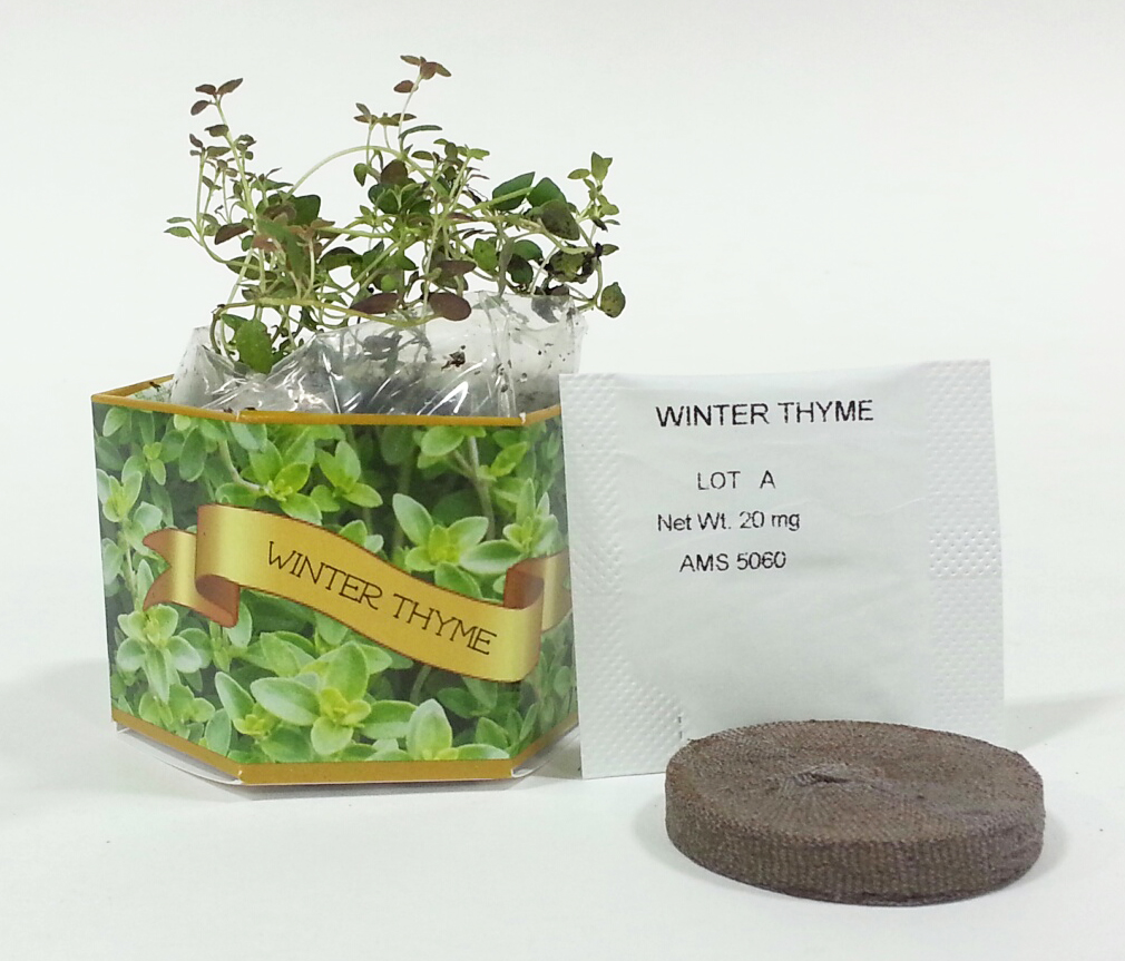Winter Thyme Herb SeedGems Paper Planter - Biodegradable grow kit 5