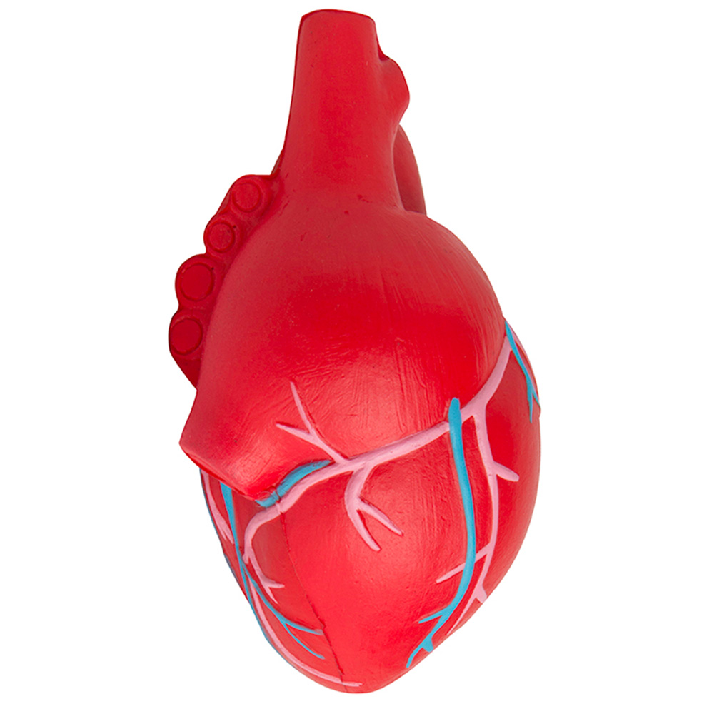 Anatomic Heart with Veins Stress Reliever 2