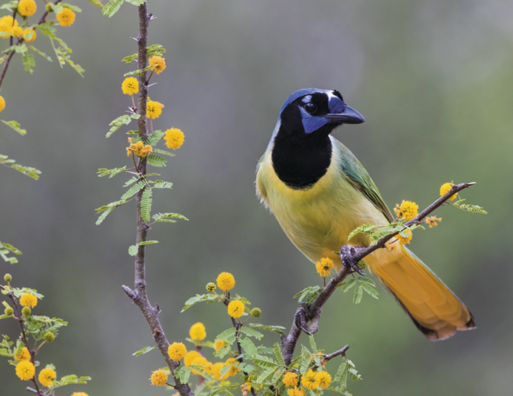 Good Value™ Birds of North America - Spiral Calendar 5