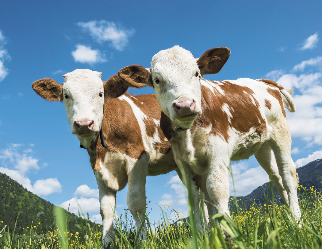 Good Value™ Baby Farm Animals - Spiral Calendar 50