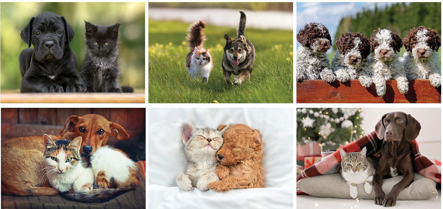 FURRY FRIENDS DESK CALENDAR 7