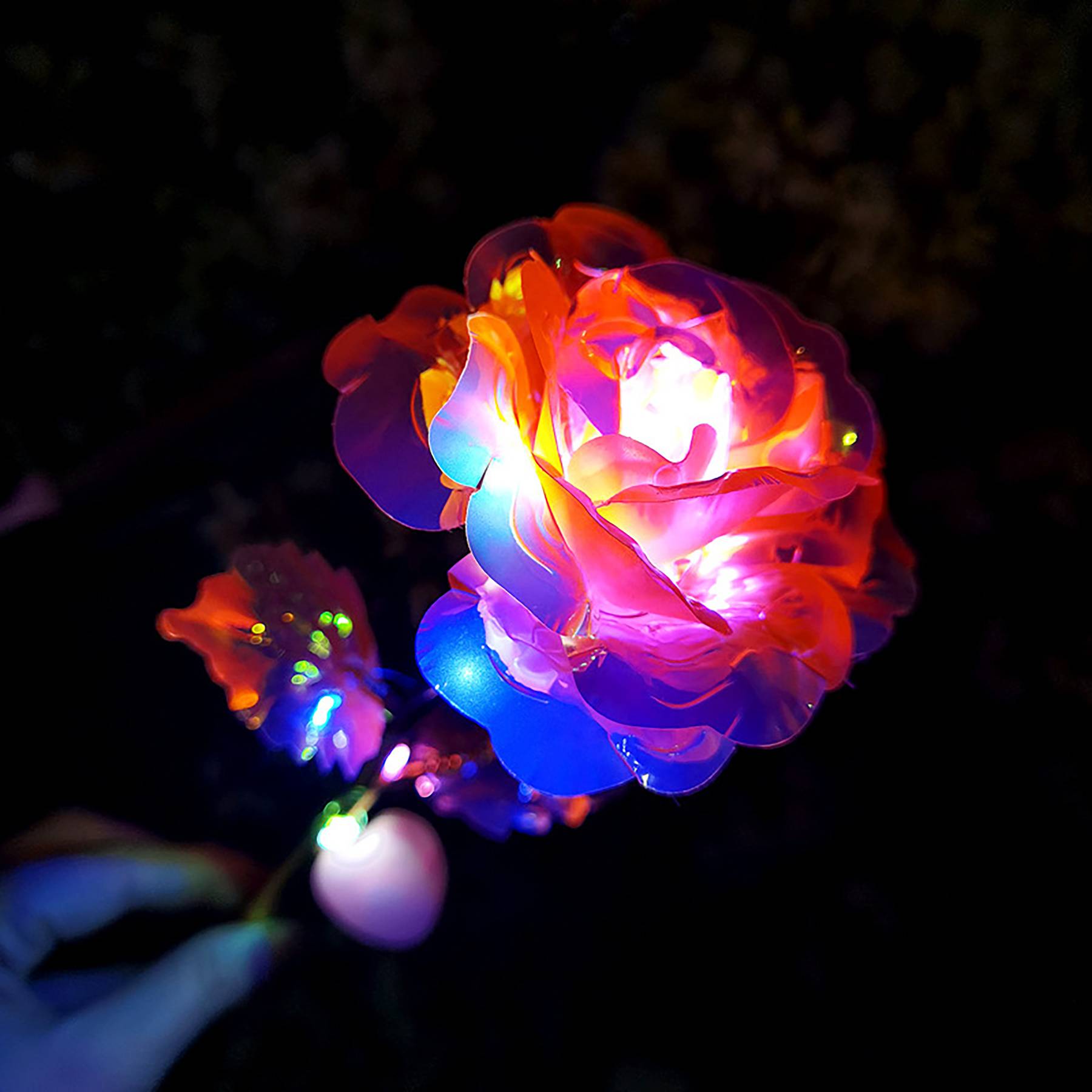 Glowing Rose 4