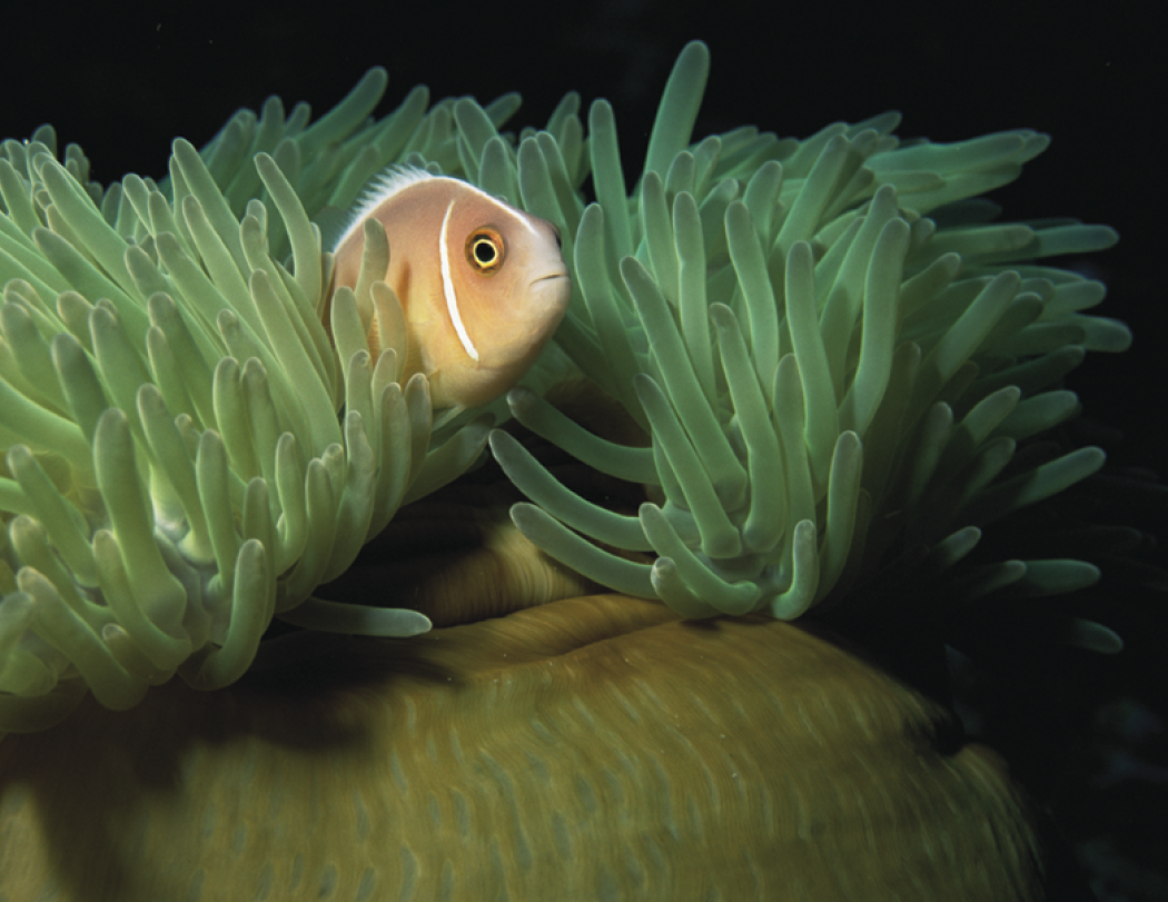 Good Value™ Ocean Glory - Stapled Calendar 65