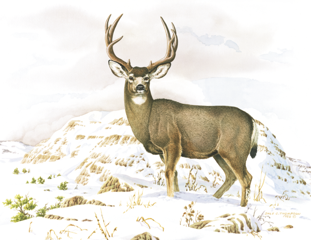 Good Value™ Wildlife Trek - Stapled Calendar 24