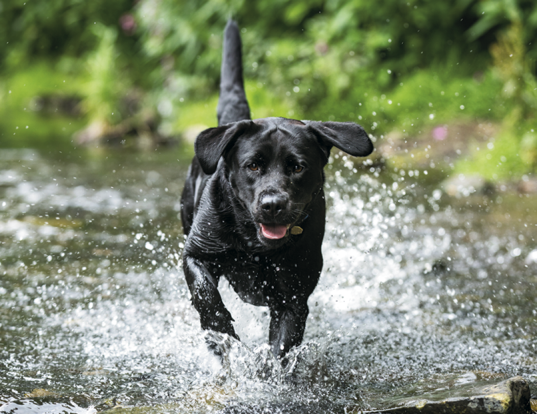 Good Value™ Sporting Dogs - Stapled Calendar 38