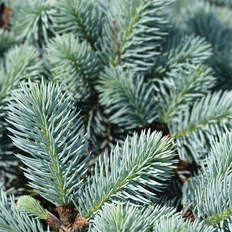 Self Watering Planter 20