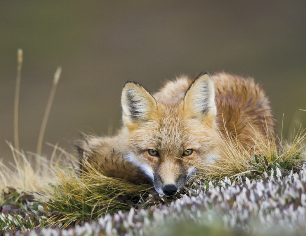 Triumph® Calendars Sportsman Calendar 85