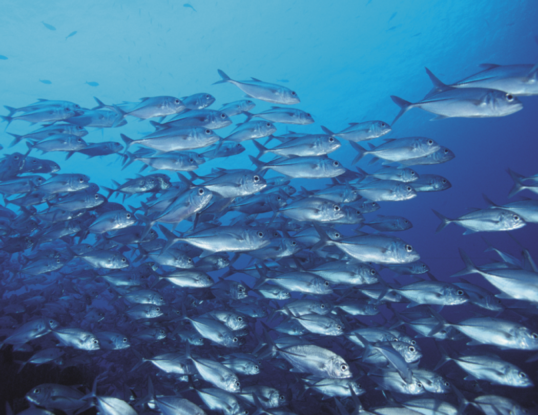 Good Value™ Ocean Glory - Stapled Calendar 47