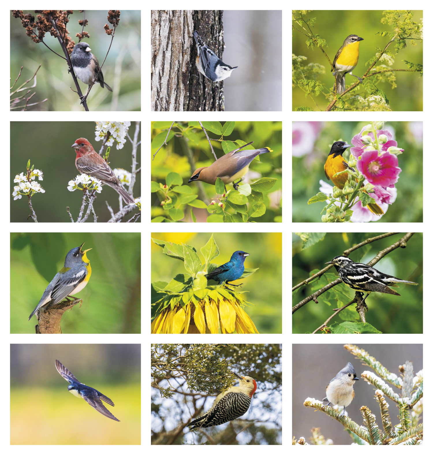 Good Value™ Birds of North America - Spiral Calendar 10