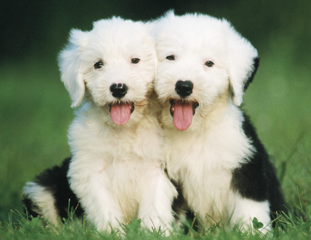 Good Value™ Puppies & Kittens - Spiral Calendar 14
