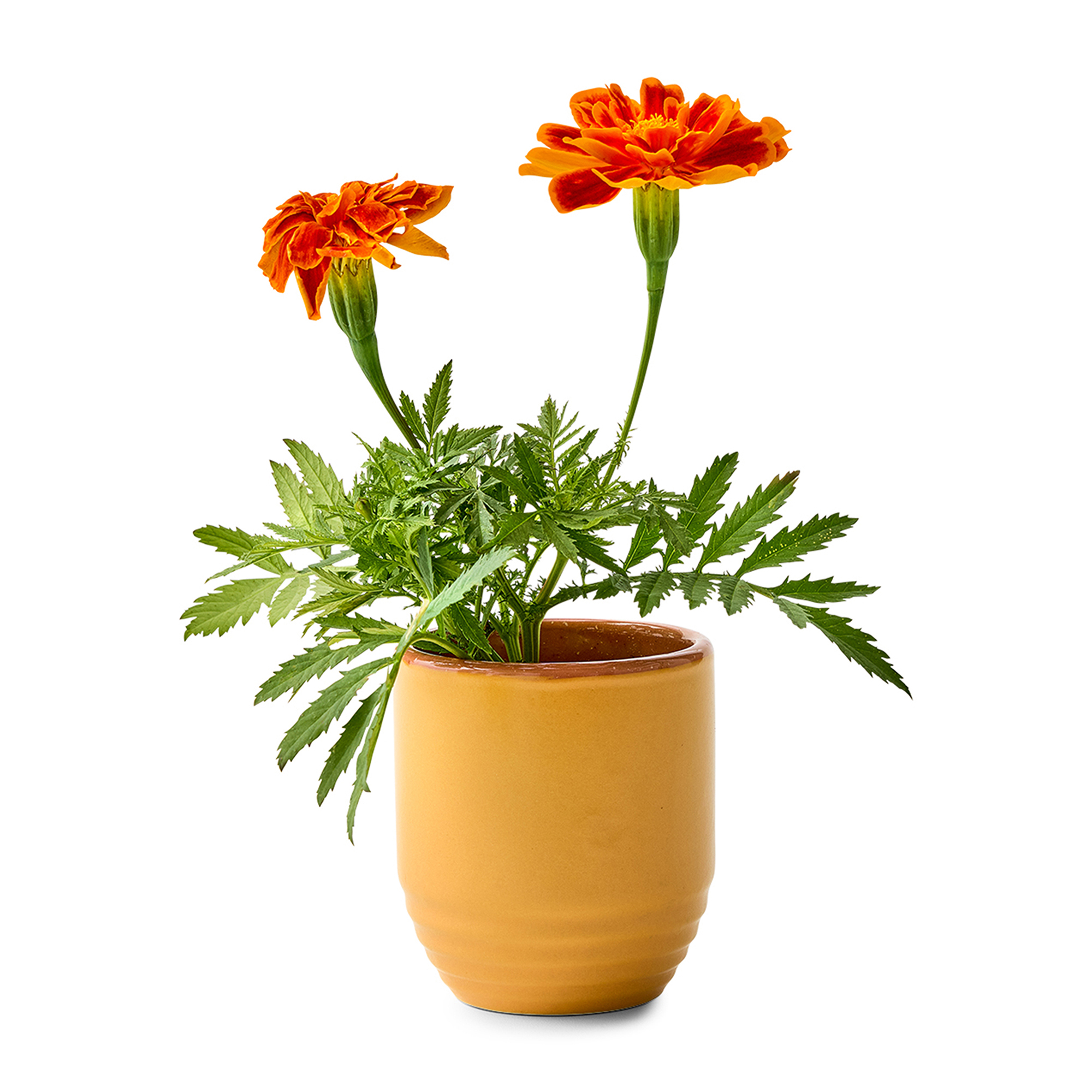 Modern Sprout® Garden Vibes Candle/Planter 56
