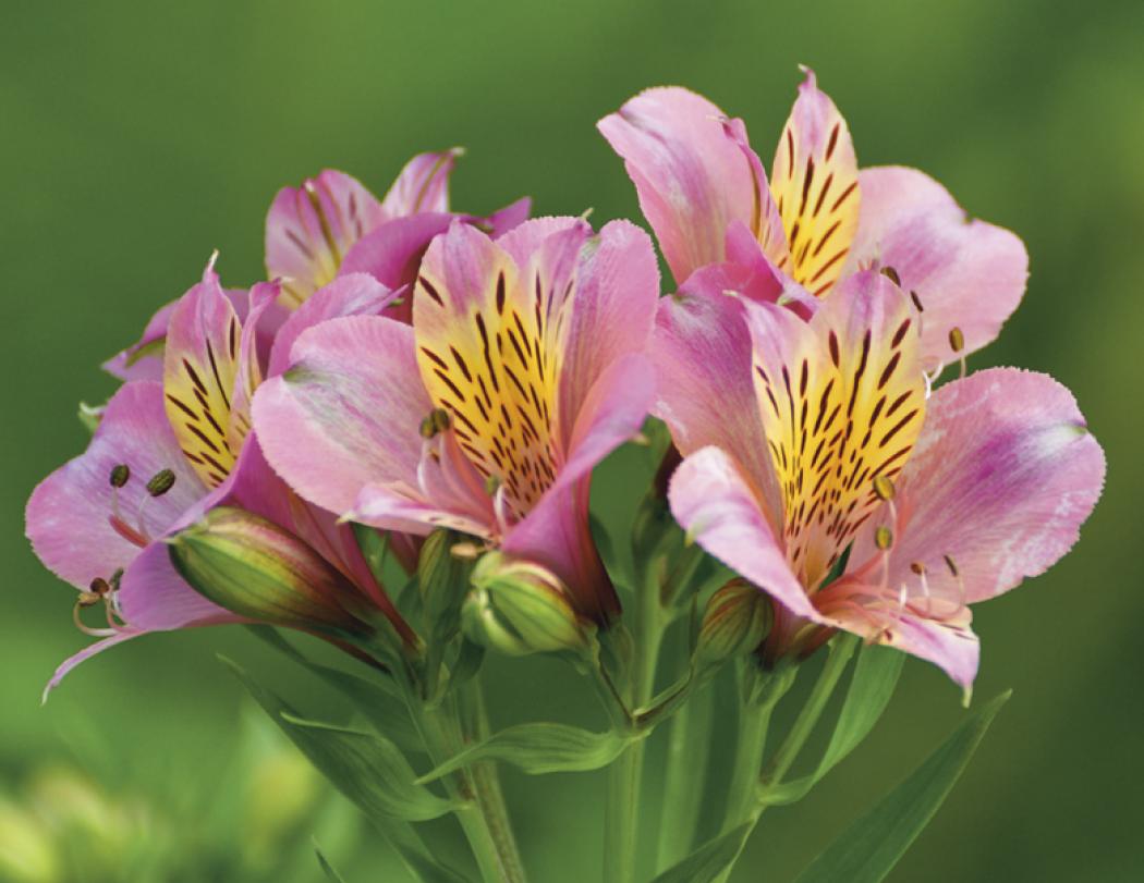 Good Value™ Flowers - Spiral Calendar