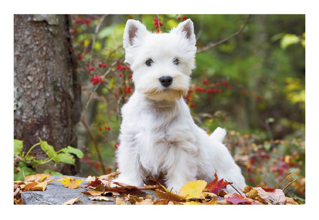 Triumph® Calendars Puppies & Kittens Pocket Calendar 51