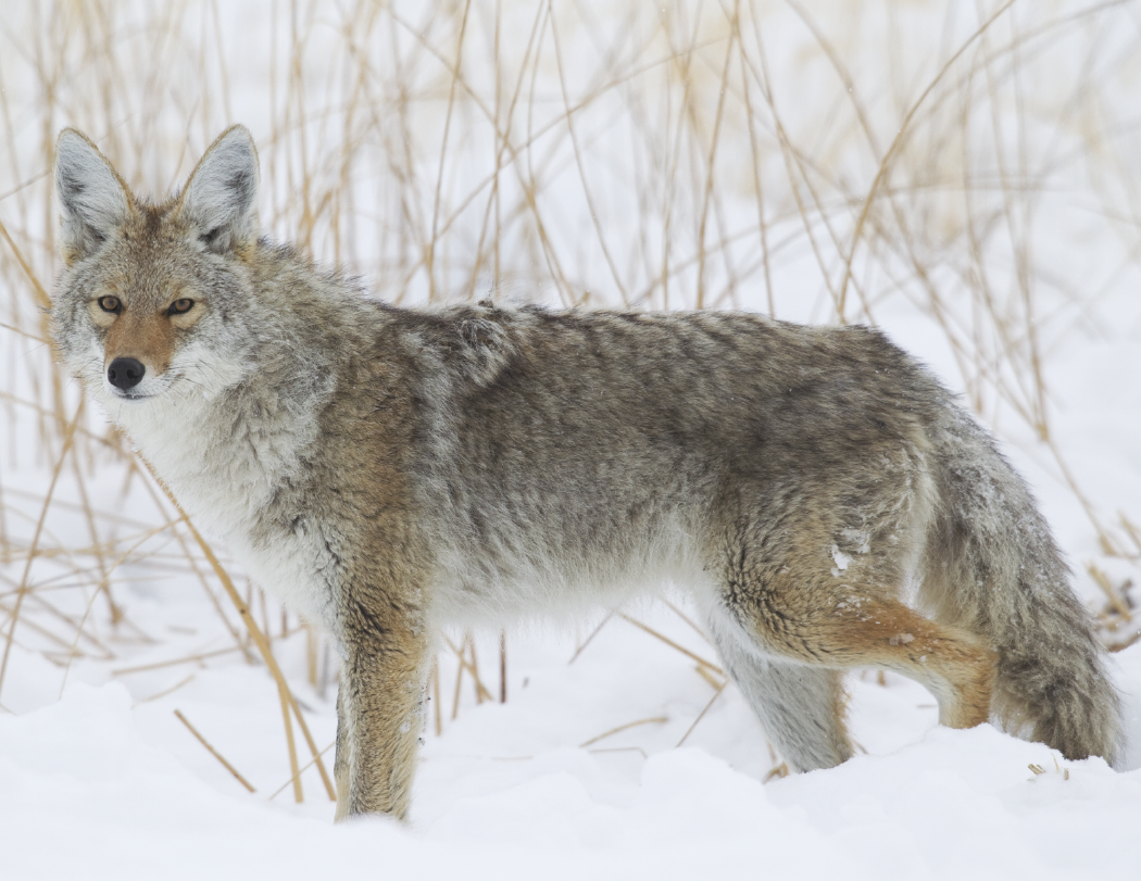 Good Value™ Wildlife Portraits - Spiral Calendar 58