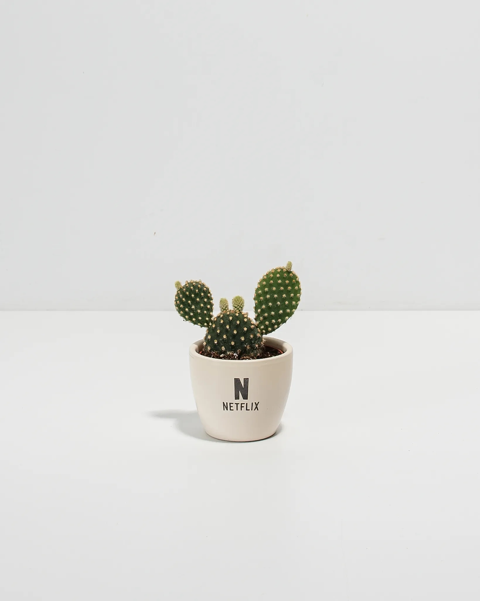 Petite Assorted Cactus Plant Kit