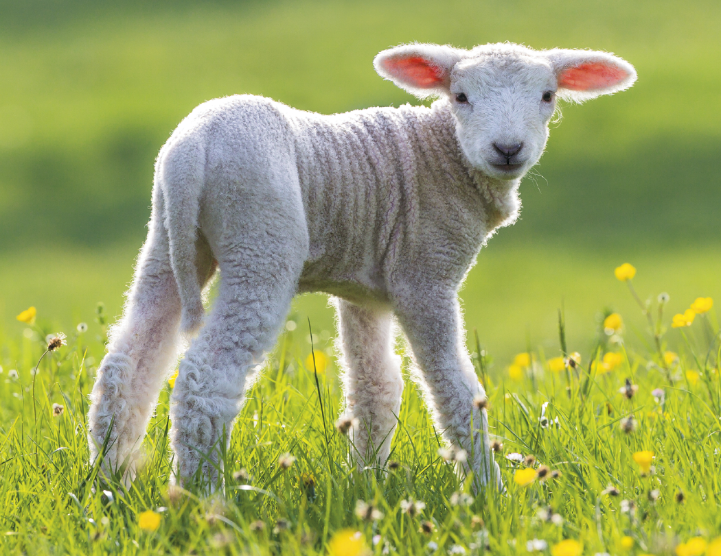 Good Value™ Baby Farm Animals - Stapled Calendar 1