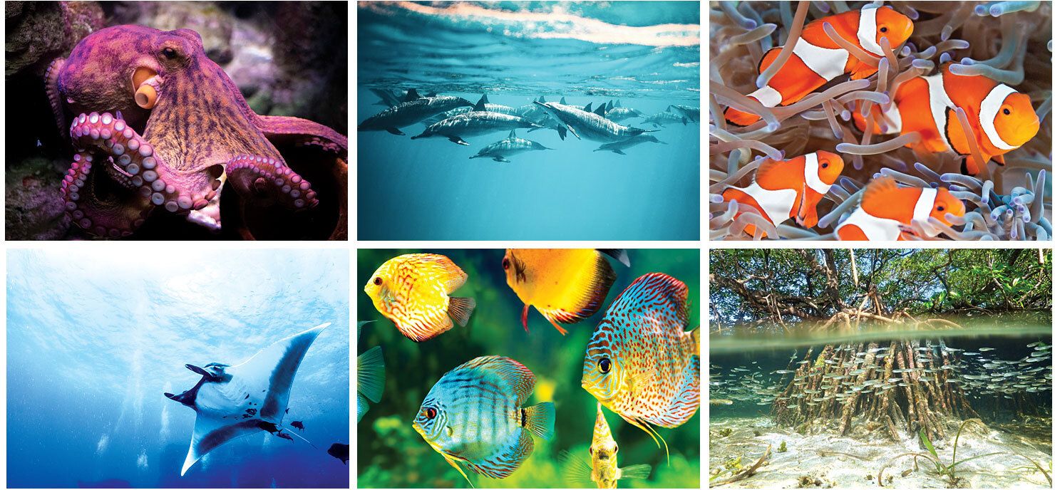 UNDERWATER WORLD SPIRAL WALL CALENDAR 4